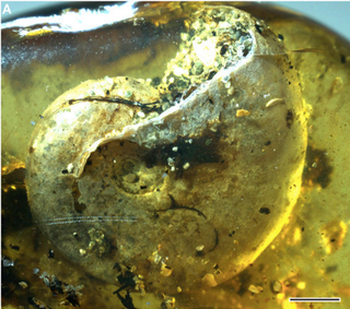 The ammonite.
